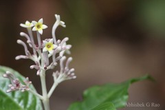 Chassalia curviflora var. ophioxyloides